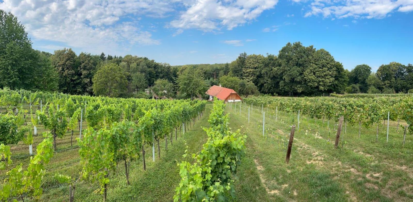 Modernes Kellerstoeckl Im Suedburgenland Ferienhaus *